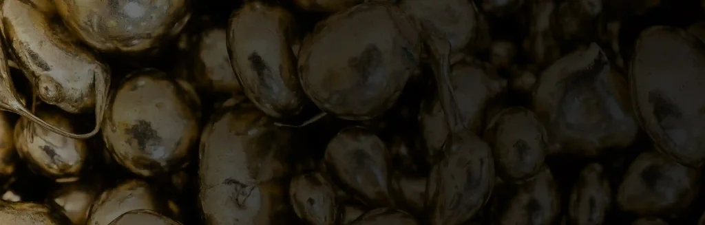 سیلیکون برنز--راهنمای-کامل-انتخاب