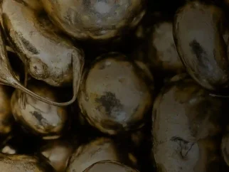 سیلیکون برنز--راهنمای-کامل-انتخاب